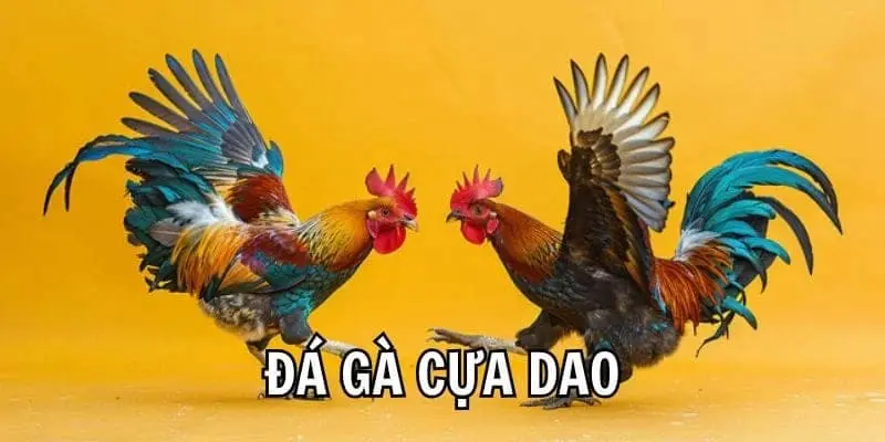 Khái niệm đá gà cựa dao tại nhà cái 888to