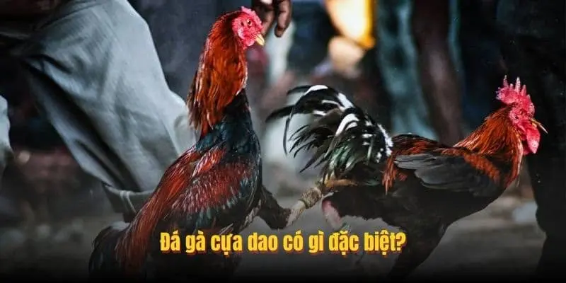 Vì sao nên chơi đá gà cựa dao tại 888to?