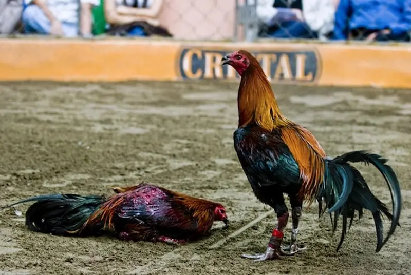 Kinh nghiệm soi kèo đá gà cựa dao