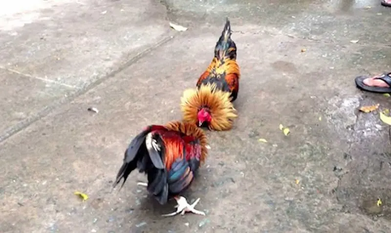 Cách soi kèo đá gà cựa sắt như cao thủ