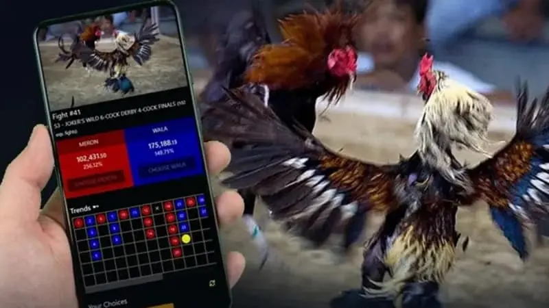 Vì sao đá gà Philippines được ưa chuộng tại 888to?