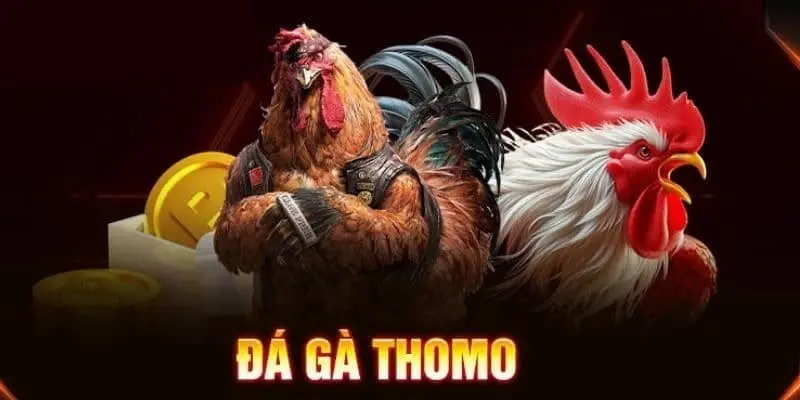 Đá gà thomo là gì?