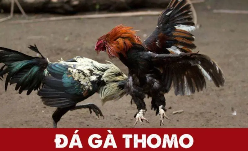 Đá Gà Thomo Vì sao nên tham gia đá gà thomo tại 888to?